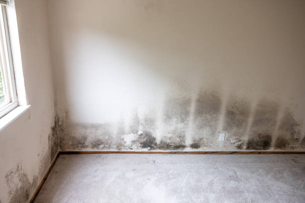  Mckinney, TX Mold Removal Pros